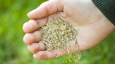 Lawn Maintenance Photo