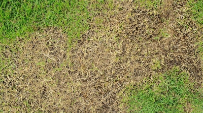 Lawn Maintenance Photo