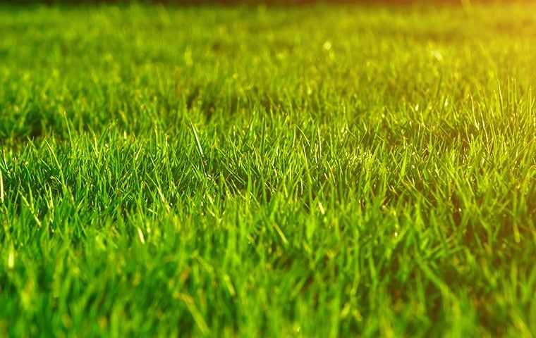 a nice fertilized lawn