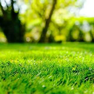 a nice green lawn